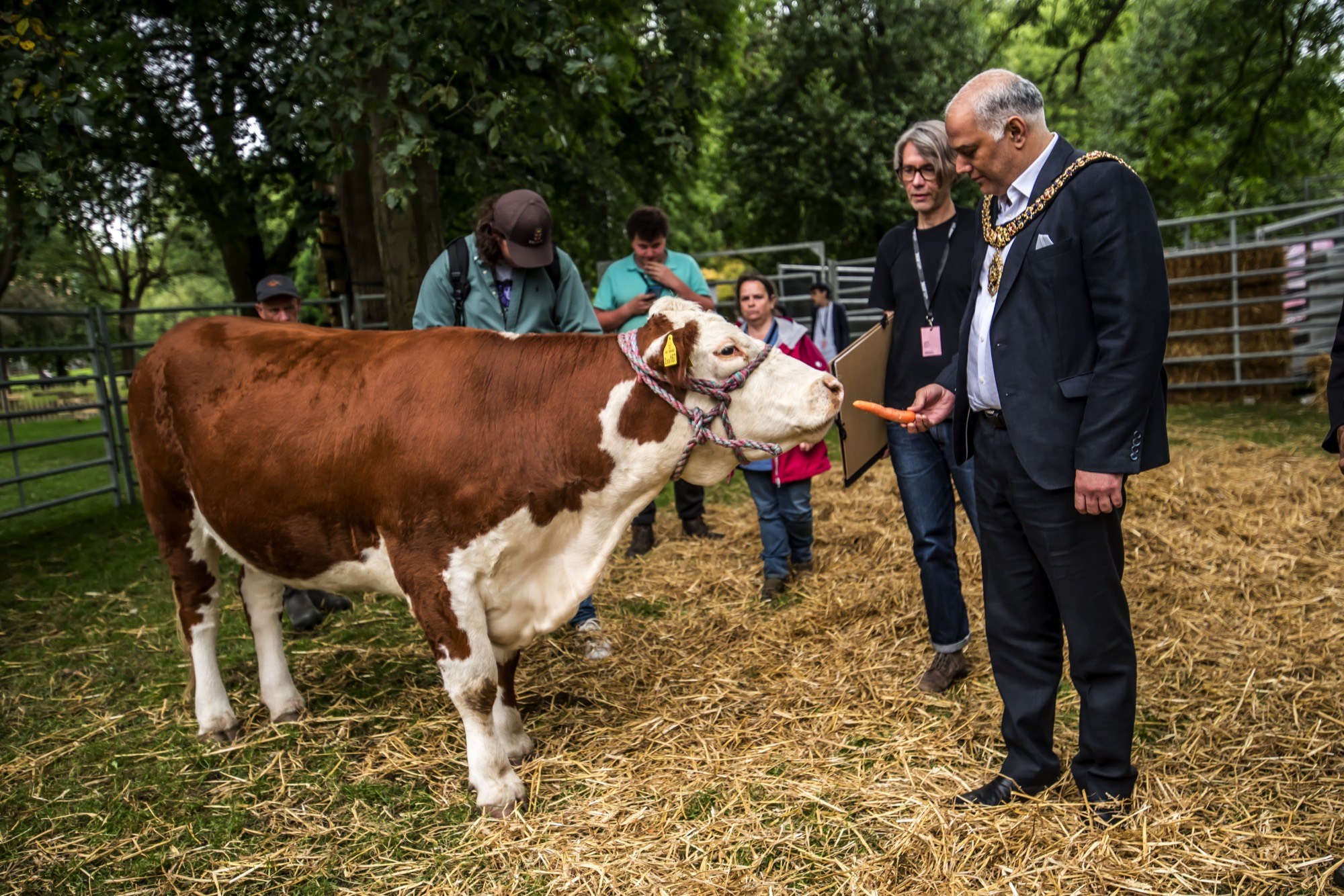 cow looking a mayor of manchester