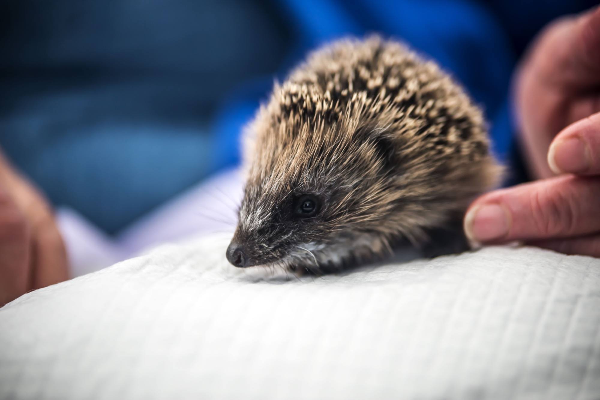 small hedgehog